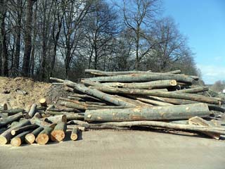 holz